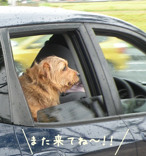 にぎやか　夏の終わり Ⅲ_f0176499_882884.jpg