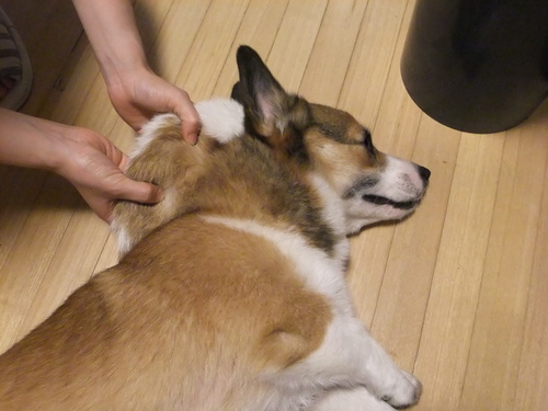 ねえちゃんに おもちゃにされて ころがされ_f0101201_21343811.jpg