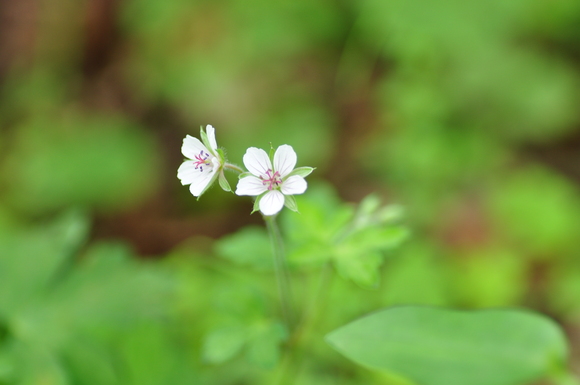 植物園の素晴らしい花達との出逢い～3～_b0228502_0291325.jpg