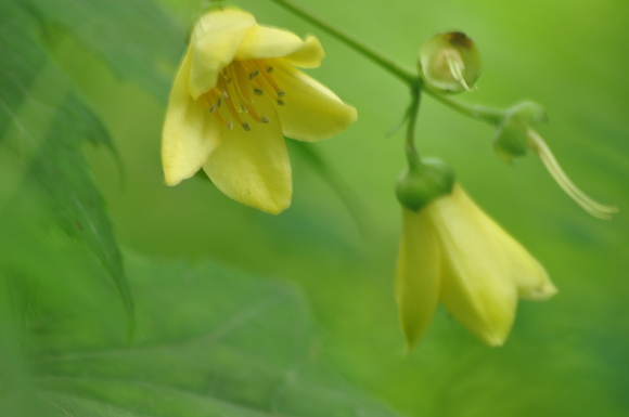 植物園の素晴らしい花達との出逢い～3～_b0228502_033322.jpg