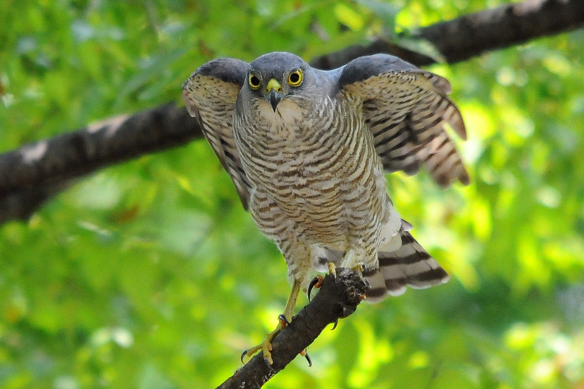 野鳥ツミ お洒落なポーズ 花鳥撮三昧