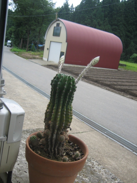サボテンが咲いた_f0067514_746579.jpg