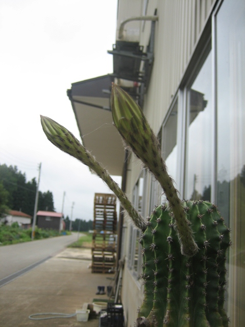 サボテンが咲いた_f0067514_747582.jpg