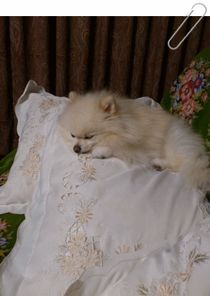 b0167519_036524.gif