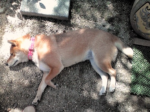 e0072023_20125423.jpg