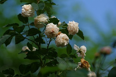 f0170524_94728.jpg