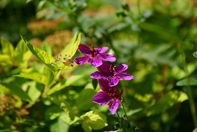 f0170524_9503635.jpg