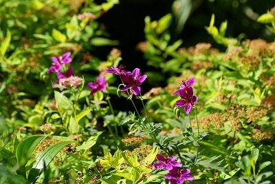 f0170524_95049100.jpg