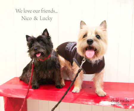 Nico&Lucky ×　UNION BARKS_c0164530_12142676.jpg