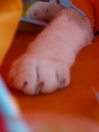 猫のお友だち マミちゃん編。_a0143140_18302595.jpg