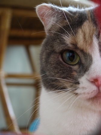 猫のお友だち マミちゃん編。_a0143140_18345566.jpg