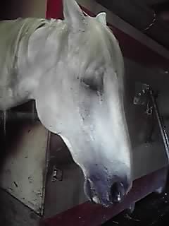 ルビー シロ ミッキー_e0145441_20564176.jpg
