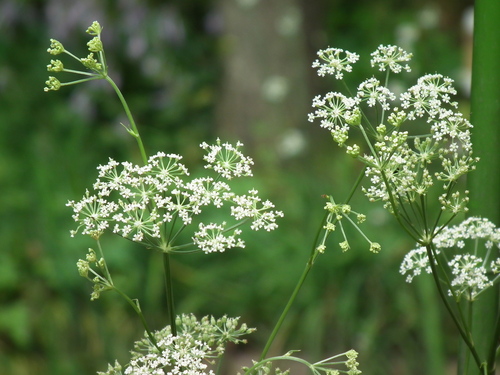 シムラニンジンの花咲く 板橋 子育て情報 ぽっかぽかblog こちらpokkapoka編集部