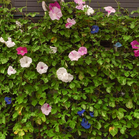 Be038 おかげさまで朝顔満開 ぶどうも葉は虫食いながらたくさん成りました べあばれいfrom