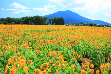 ひまわりの里・・・（１１７９）_c0122445_1624122.jpg