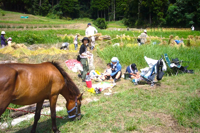 奥谷津棚田稲刈りとタック_f0141559_2141671.jpg