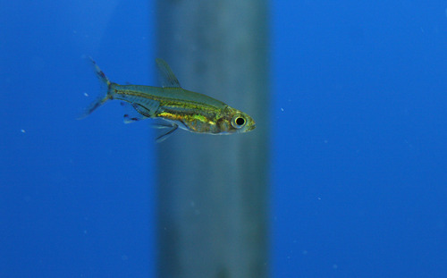 a0162263_20195477.jpg