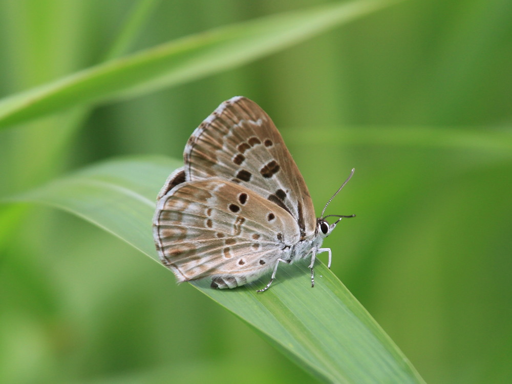 クロシジミ　これまた♂雄・♀雌の違いが顕著です。　　2011.7.8長野県_a0146869_21582746.jpg