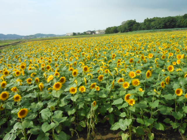 b0096584_22323385.jpg