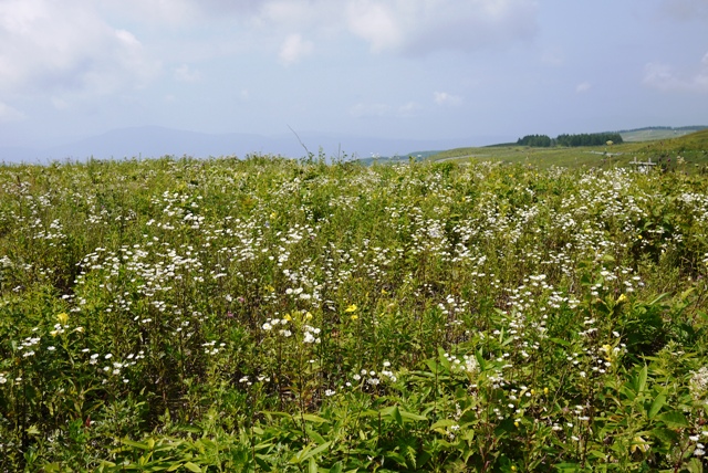 a0127090_12183675.jpg
