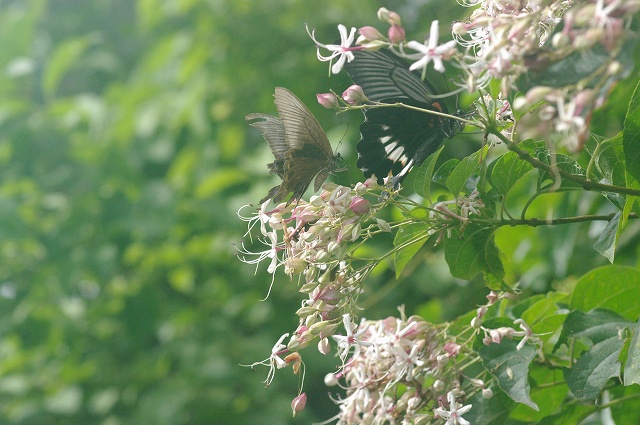 e0070891_2033439.jpg
