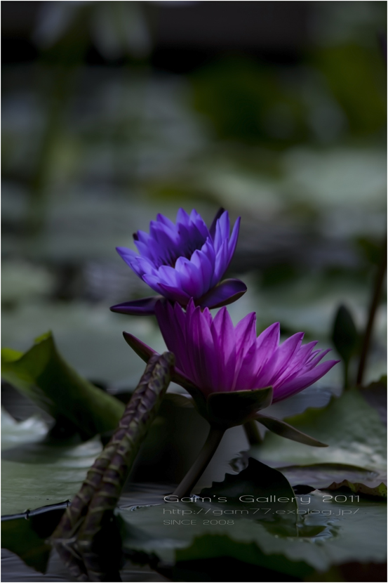 Love motion_f0195893_714092.jpg