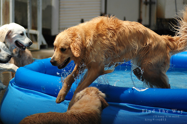 【wanこ】Dog\'s Water Resort Zuっchan 1/4_f0054594_5383451.jpg