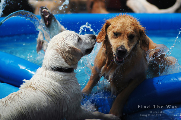 【wanこ】Dog\'s Water Resort Zuっchan 1/4_f0054594_5385192.jpg