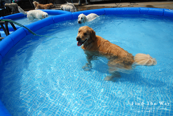 【wanこ】Dog\'s Water Resort Zuっchan　１／４_f0054594_5391554.jpg