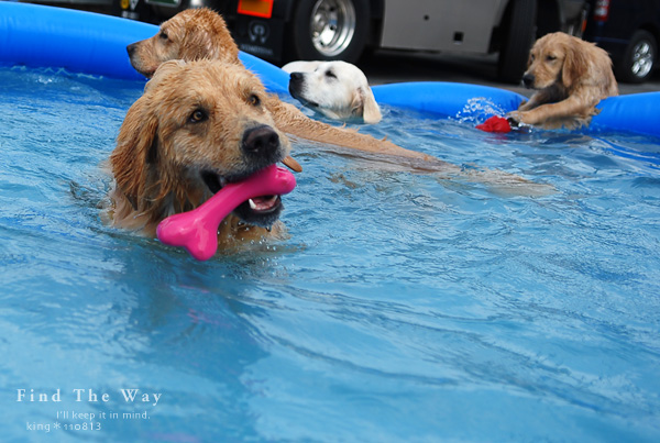 【wanこ】Dog\'s Water Resort Zuっchan 1/4_f0054594_5393731.jpg