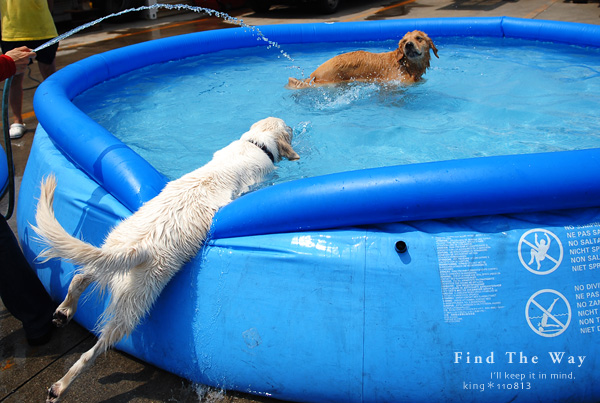 【wanこ】Dog\'s Water Resort Zuっchan　１／４_f0054594_540428.jpg