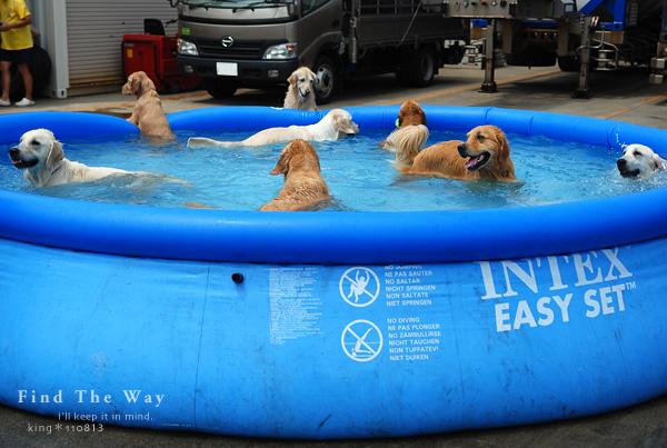 【wanこ】Dog\'s Water Resort Zuっchan 1/4_f0054594_540520.jpg