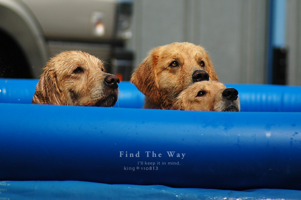【wanこ】Dog\'s Water Resort Zuっchan 1/4_f0054594_541527.jpg