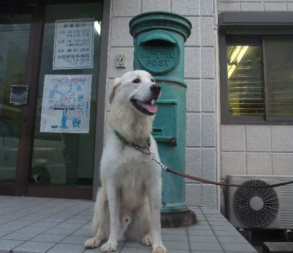 夢狗のワクチン　８月２９日（月）_b0073110_22383857.jpg