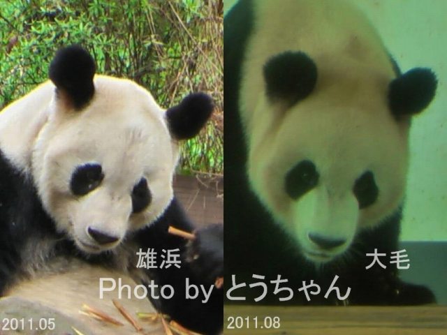 雄浜そっくり 11 08 13 15 とうちゃんの白浜パンダファミリー動画集 雄浜そっくり 11 08 13 15 とうちゃんの白浜パンダファミリー動画集