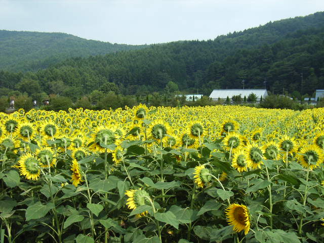 e0177824_2134720.jpg