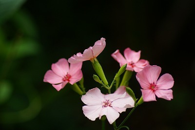 f0170524_12132418.jpg