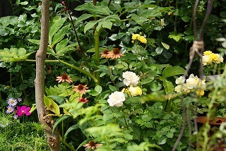f0170524_12135417.jpg