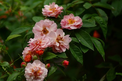 f0170524_12155414.jpg
