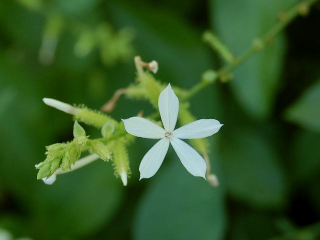 インド茉莉 インドマツリ 花の仲間調べ
