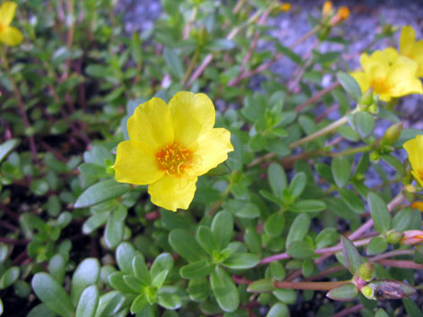 夏の花_f0129726_2233065.jpg