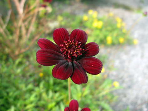 夏の花_f0129726_2235172.jpg