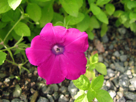 夏の花_f0129726_2237124.jpg
