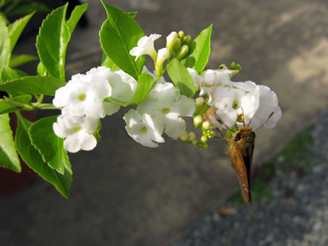 夏の花_f0129726_2239236.jpg