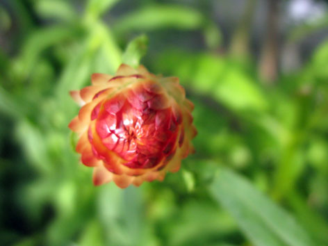 夏の花_f0129726_22411735.jpg