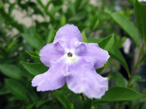 夏の花_f0129726_2292128.jpg