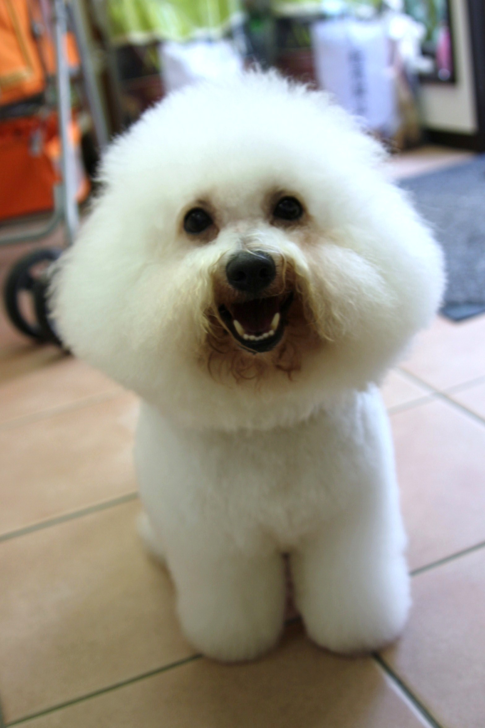 ビション プンプン君 パンダ柄のカラーリング犬見ちゃった Dogsalon Mahalo ビション プンプン君 パンダ柄のカラーリング犬見ちゃった Dogsalon Mahalo