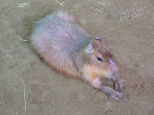 カワイイキャラになってるよ♪_a0179837_16263738.jpg