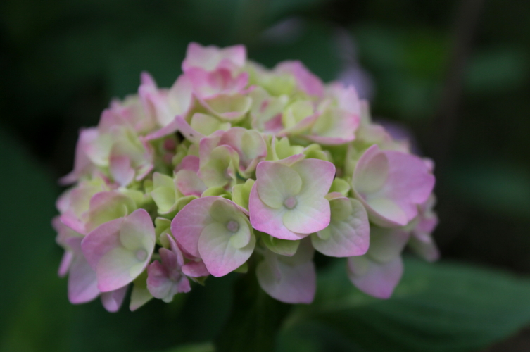 あじさいの花　８月２９日_f0113639_1918399.jpg