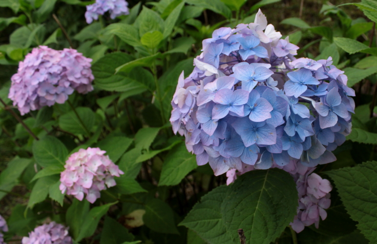 あじさいの花　８月２９日_f0113639_1918522.jpg